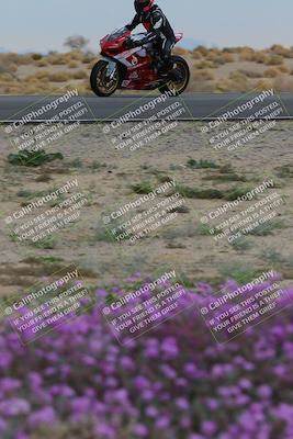media/Jan-14-2023-SoCal Trackdays (Sat) [[497694156f]]/Turn 14 Exit Bloomig (145pm)/